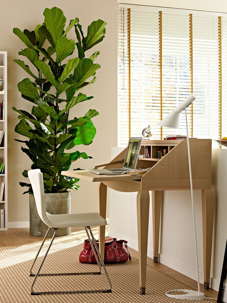Jakie rośliny pasują do pokoju z biurkiem ? (21116)