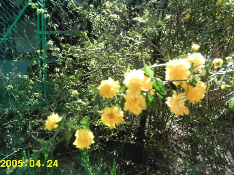 Kwiaty w ogrodzie (39588)
