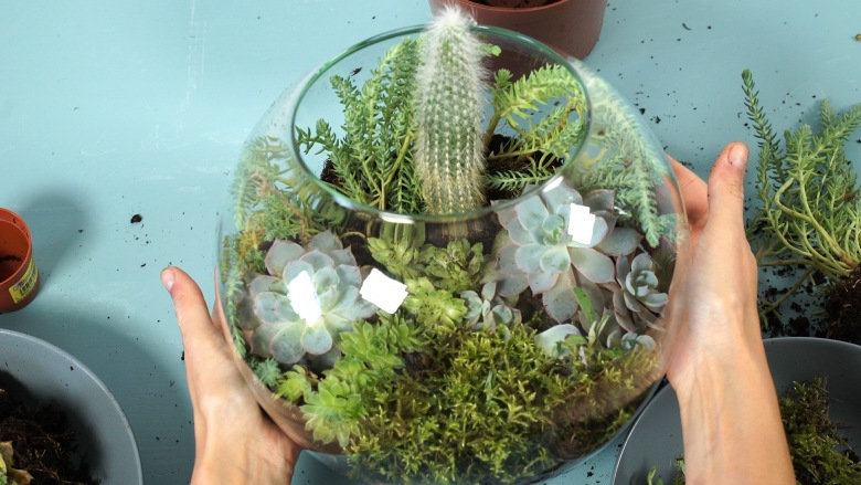 Kaktus w miniaturowej szklarni DIY (51090)
