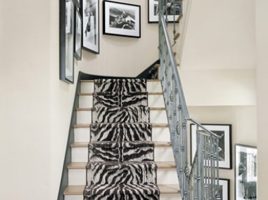 Zebra na schodach (4376)